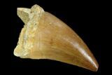 Mosasaur (Prognathodon) Tooth - Morocco #118931-1
